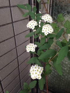 image-1477e.jpg